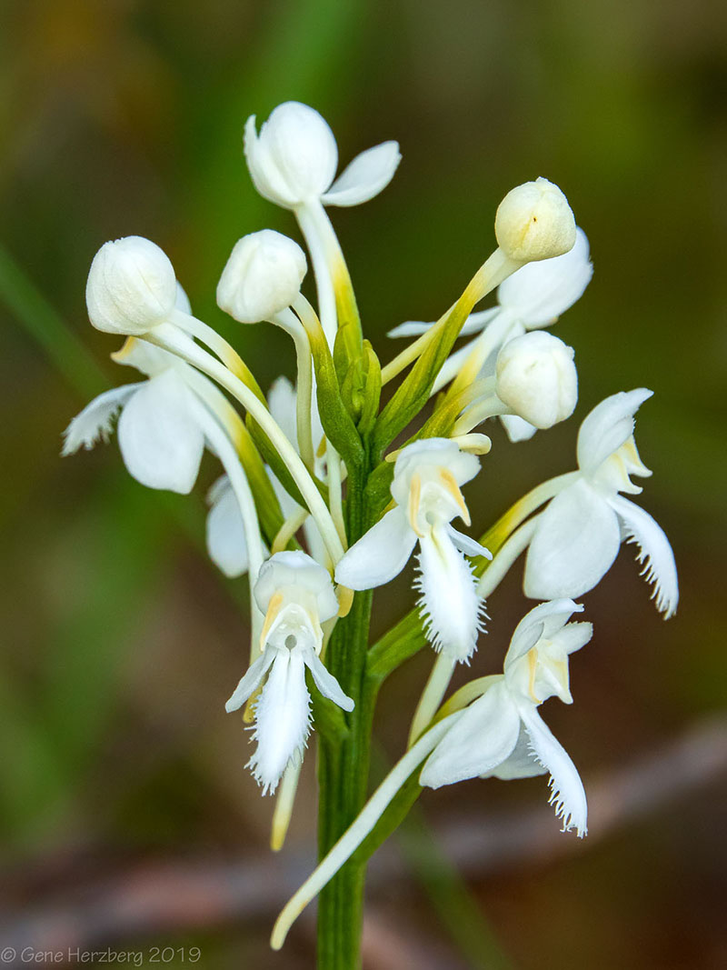 white-fringed-orchid-platanthera-blepharagottis