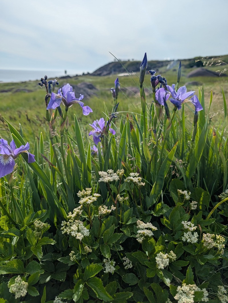 cape-spear-wildflowers-with-todd 800w