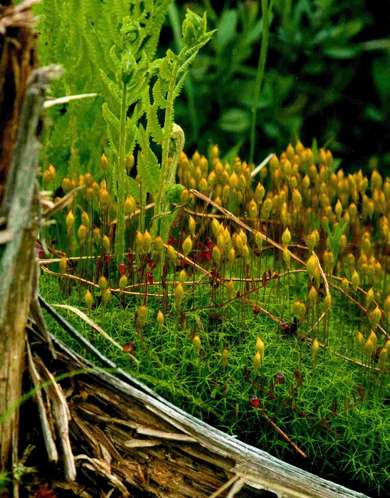 Common-Hair-Moss-800w