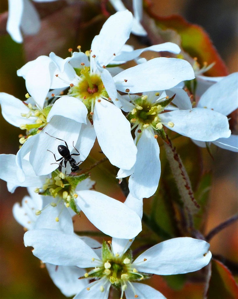 JEM amalanchier walk june 5 800w