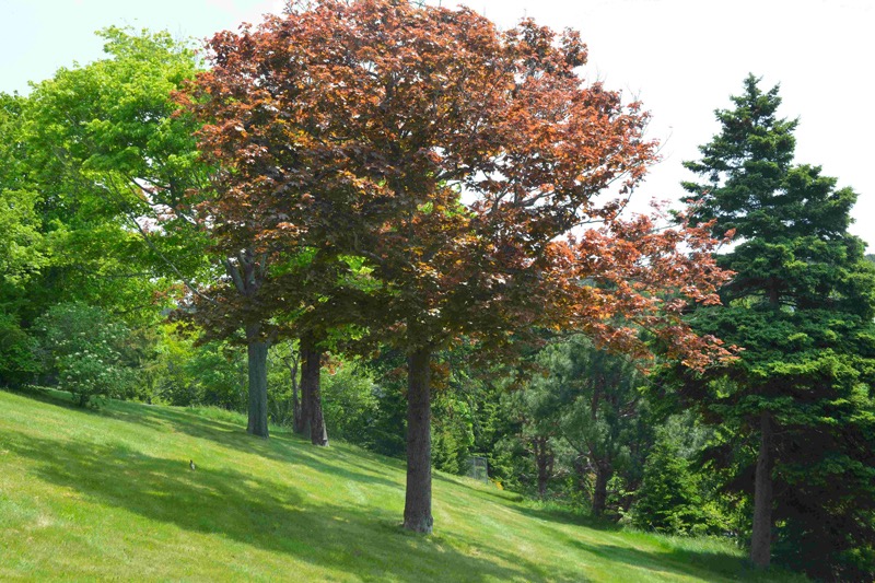 Todd-beautiful-bowring-landscape-image-800w