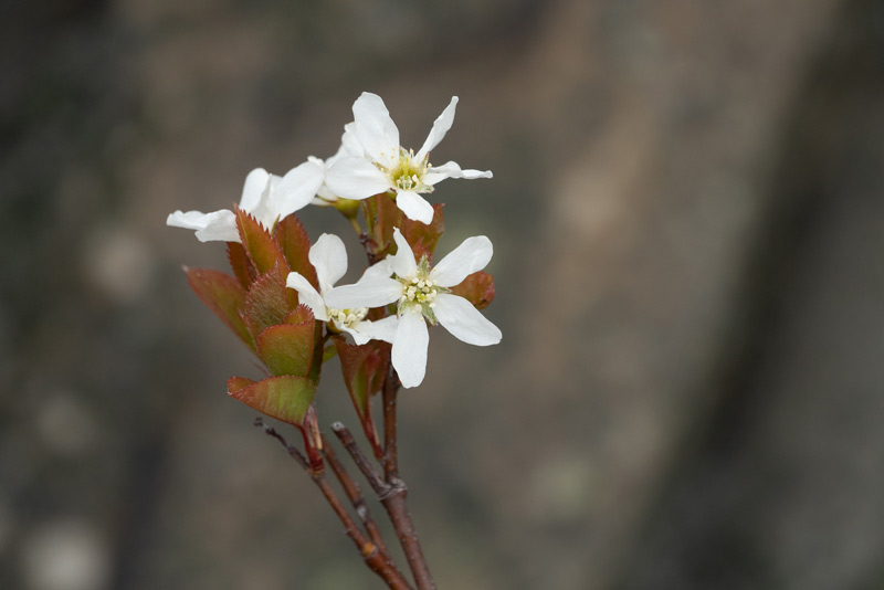 Amelanchier-laevis-800w