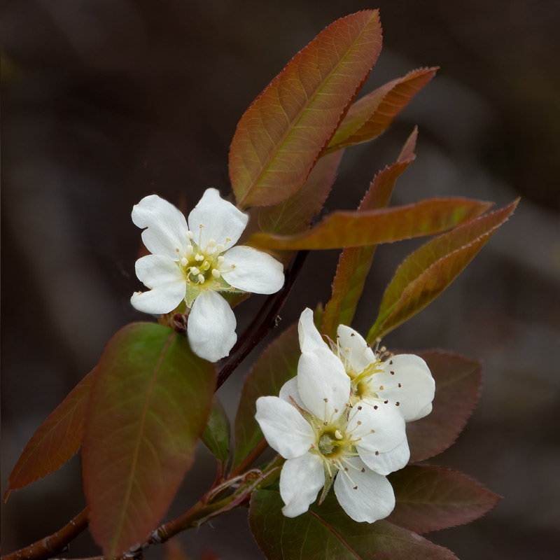bartrams-chuckley-pear-800wjpg
