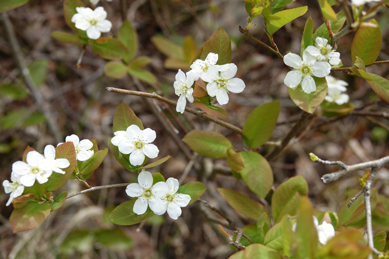 Bartrams-Chuckley-pear Amelanchier-bartramiana-800w